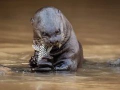 Giant river otter tucking into a fresh catch, South Pantanal, Brazil.