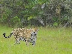 Jaguar walking through a clearing, in the South Pantanal, Brazil.