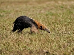 A lesser anteater in South Pantanal, Brazil.