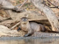 Neotropical otter sat by the water's edge, South Pantanal, Brazil.