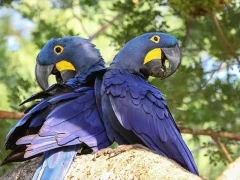 A pair of hyacinth macaws in the South Pantanal, Brazil.