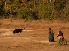 People observing a giant anteater, South Pantanal, Brazil.