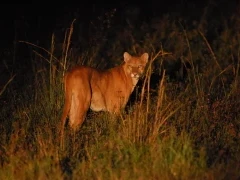 Night photograph of a puma, South Pantanal, Brazil.