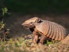 Six-banded armadillo, in the Southern Pantanal, Brazil.