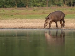 Tapir about to take a drink from the water, South Pantanal, Brazil.