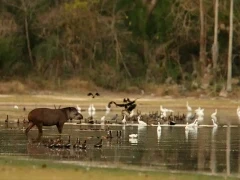 Tapir wading into the water, in the South Pantanal, Brazil.