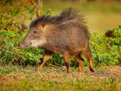 Wild pig in the South Pantanal, Brazil.