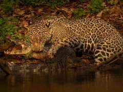 Jaguar in the Pantanal, Brazil.