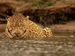 Jaguar in the Pantanal, Brazil.