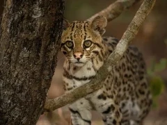 Ocelot in the Pantanal, Brazil.