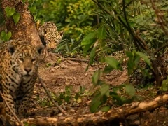 Jaguar in the Pantanal, Brazil.