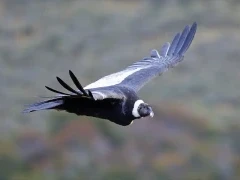 Close up image of an Andean condor in flight, Chile.