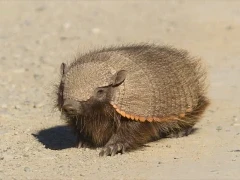 Dwarf armadillo, Chile.