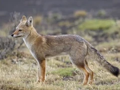 Grey fox, in Torres del Paine, Chile.