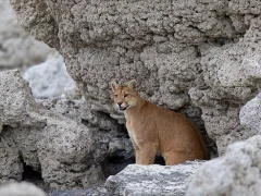 Puma sitting in a cave, Torres del Paine, Chile.