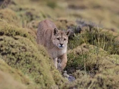 Puma walking in the grassland, Torres del Paine, Chile.