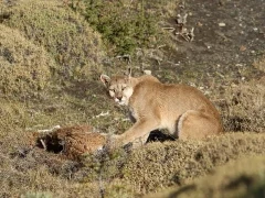 Puma sat with its kill. Torres del Paine, Chile.