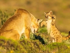 Puma with cub playing, Patagonia Chile.