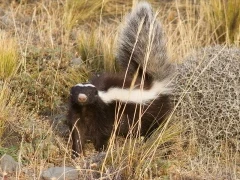 Patagonian hog nose skunk, Chile.