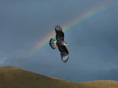 Southern caracara in flight, with a rainbow in the background. Patagonia Chile.
