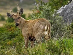 Andean deer looking back at the camera, in Chile.