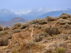 Female puma camouflaged against the landscape, Chile.