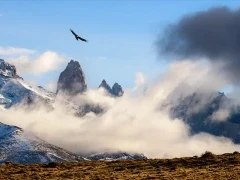 Andean condor soaring over the low mountain clouds.