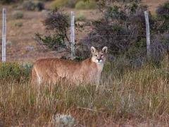 Puma standing in the long grass, Chile.