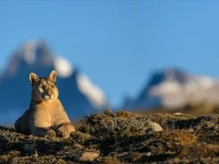 Puma resting, with the mountains in the background. Chile.