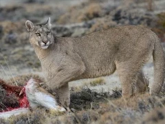 Puma with a fresh carcass, South America, Chile.
