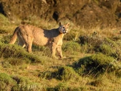 Young male puma walking amongst the grass plains of Torres del Paine, Chile.