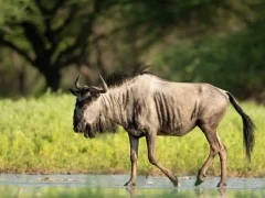 Blue wildebeest in the Dinaka Conservancy, Botswana.