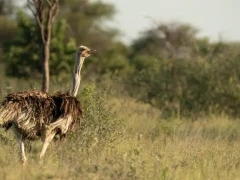 Ostrich in the Dinaka Conservancy, Botswana.