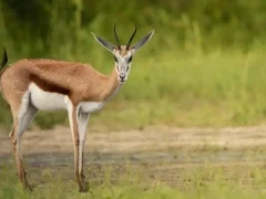 Springbok in Dinaka Conservancy, Botswana.