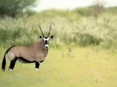 Gemsbok in the grasses of Dinaka Conservancy, Botswana.