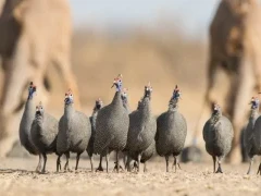 Helmeted guineafowl in Dinaka Coservancy, Botswana.