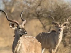 A pair of kudu in Botswana.
