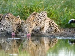 A pair of leopards in Dinaka Coservancy.