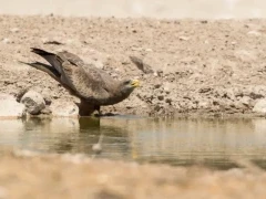 A yellow-billed-kite in Botswana.