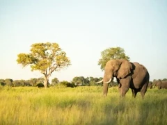 African elephant in the Okavango Delta, Botswana.