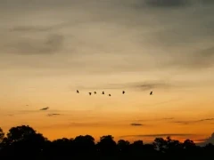 Ibis and herons in flight in the Okavango Delta, Africa.