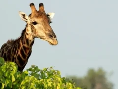 Giraffe in the Okavango Delta, Botswana.