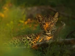 Leopard cub in the shade, Botswana.