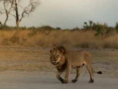 Lion strolling in the Okavango Delta, Botswana.