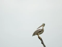 Pink-backed pelican perched in a tree in the Okavango Delta, Botswana.