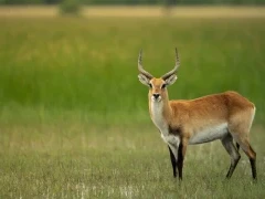 Red lechwe in the Okavango Delta, Botswana.