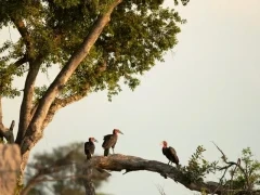 Southern ground hornbills in the Okavango Delta, Botswana.