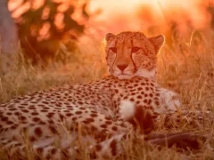 Cheetah in Shinde, Botswana. 