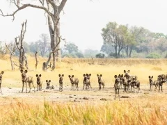 Pack of African wild dogs in Shinde Footsteps, Botswana.