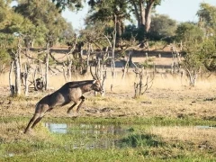Waterbuck in Mababe Private Reserve, Botswana.
